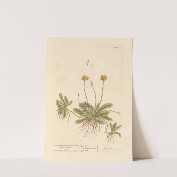 Mouse ear by Elizabeth Blackwell