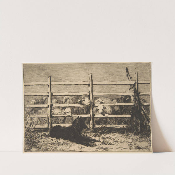 Moutons parqués (1856) by Félix Bracquemond