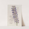 Mr. Barker's Lupine by Sydenham Edwards
