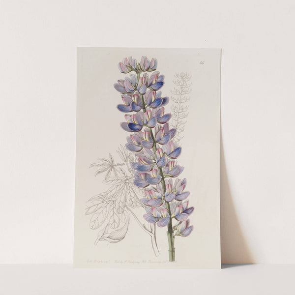 Mr. Barker's Lupine by Sydenham Edwards