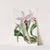Mr. Barker's variety of Laelia anceps by Sydenham Edwards