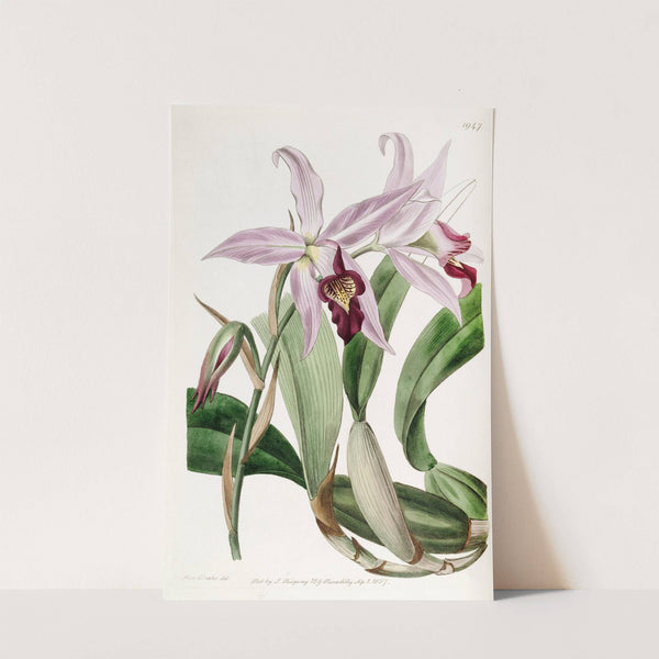 Mr. Barker's variety of Laelia anceps by Sydenham Edwards