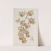 Mr. Boyd's Oncidium by Sydenham Edwards