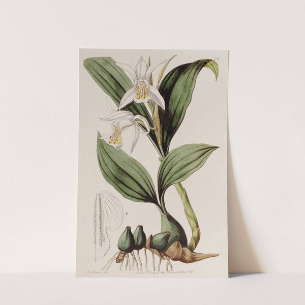 Mr. Cuming's Caelogyne by Sydenham Edwards