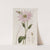 Mr. Dickson's Echinacea by Sydenham Edwards