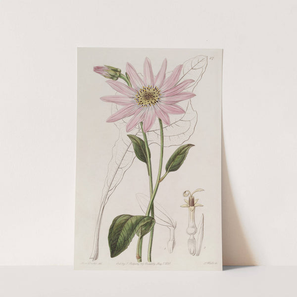 Mr. Dickson's Echinacea by Sydenham Edwards