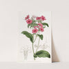 Mr. Drummond's Phlox by Sydenham Edwards