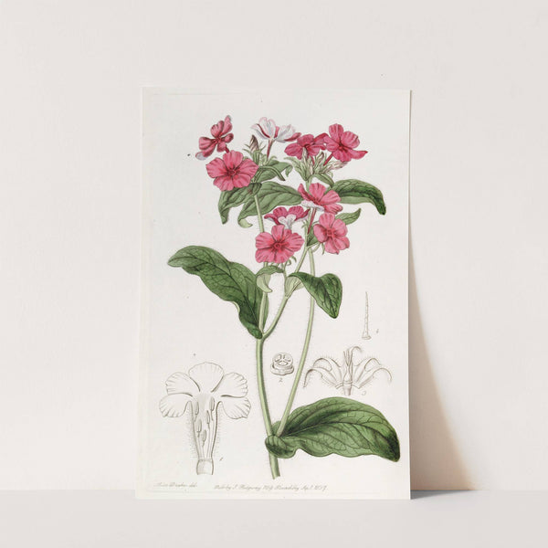 Mr. Drummond's Phlox by Sydenham Edwards