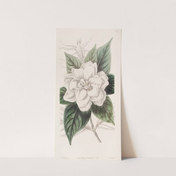 Mr. Fortune's Gardenia by Sydenham Edwards