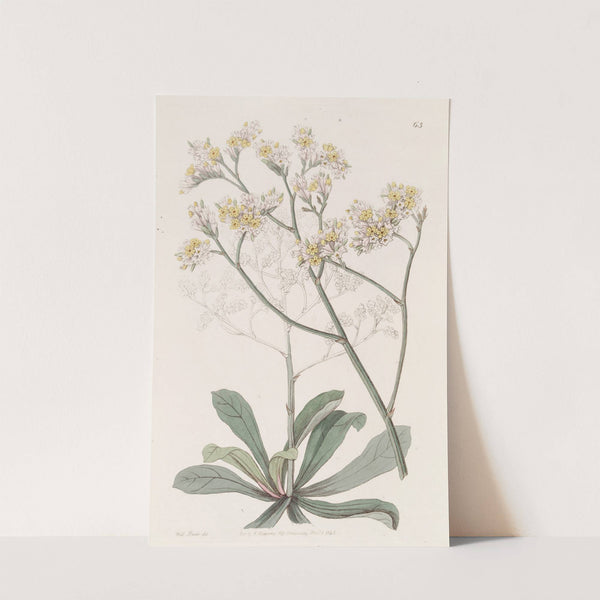 Mr. Fortune's Sea-Lavender by Sydenham Edwards