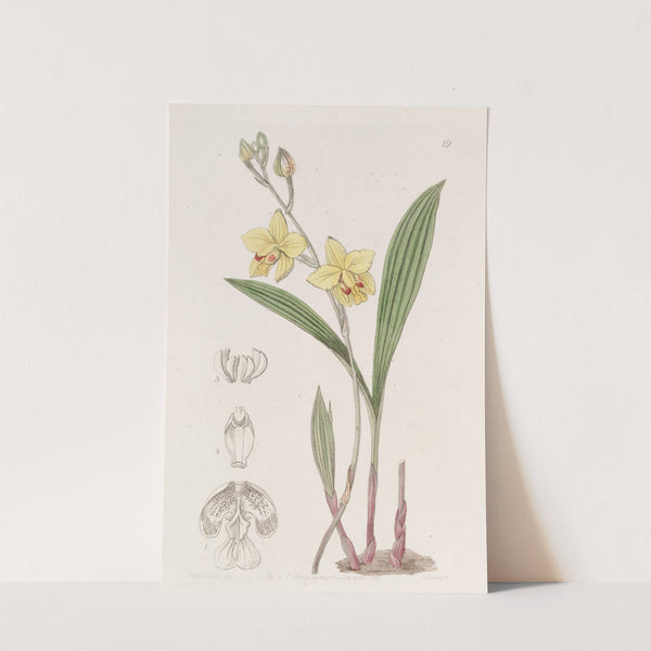 Mr. Fortune's Spathoglottis by Sydenham Edwards