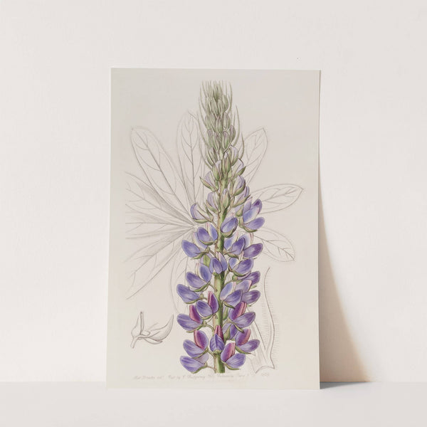 Mr. Hartweg's Lupine by Sydenham Edwards