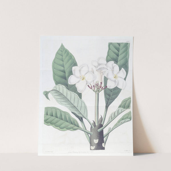 Mr. Lambert's Plumeria by Sydenham Edwards