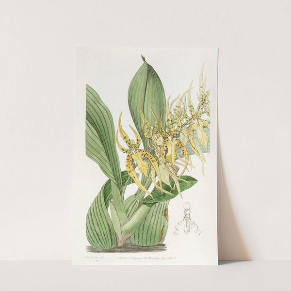 Mr. Lance's Brassia by Sydenham Edwards