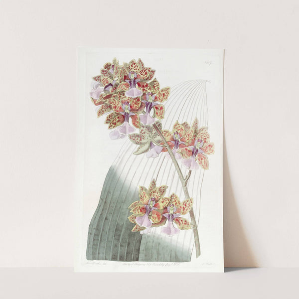 Mr. Lance's Oncidium by Sydenham Edwards