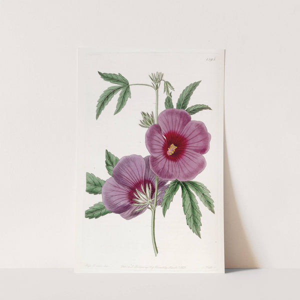 Mr. Lindley's Hibiscus by Sydenham Edwards