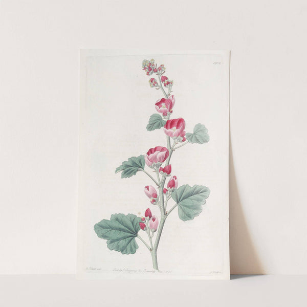 Mr Munro's Mallow by Sydenham Edwards
