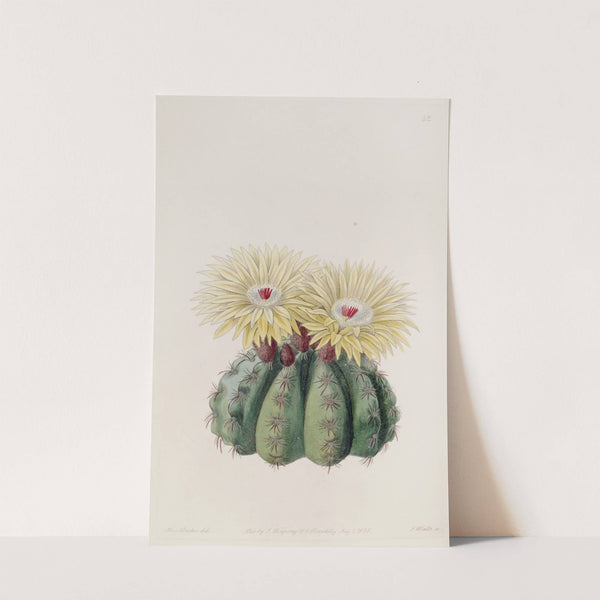 Mr. Otto's Spiny Cactus by Sydenham Edwards
