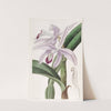 Mr. Perrin's Cattleya by Sydenham Edwards