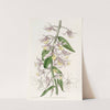 Mr. Pierard's Dendrobium by Sydenham Edwards
