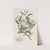 Mr. Reeve's Spiraea by Sydenham Edwards