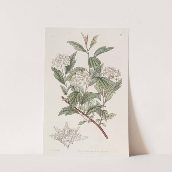 Mr. Reeve's Spiraea by Sydenham Edwards