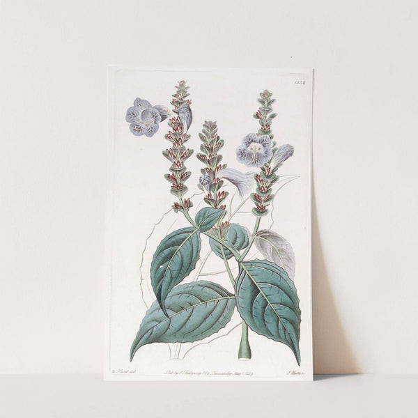 Mr. Sabine's Ruellia by Sydenham Edwards