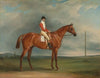 Mr Sadler’s Dangerous, a chestnut racehorse with Chapple up