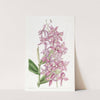 Mr. Skinner's Epidendrum by Sydenham Edwards