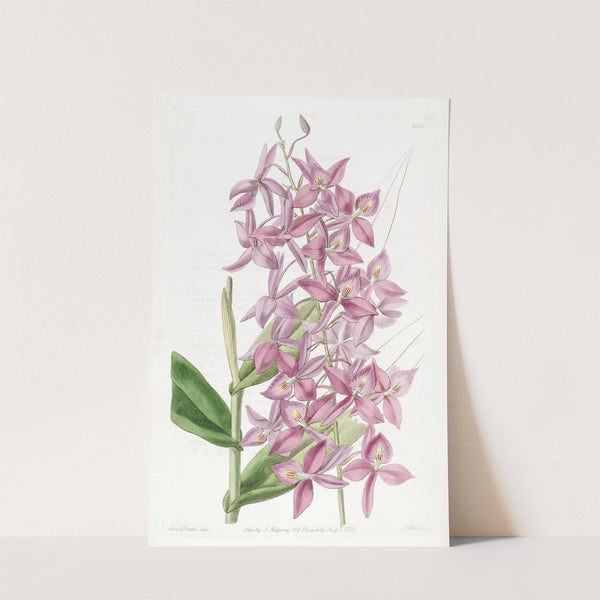 Mr. Skinner's Epidendrum by Sydenham Edwards