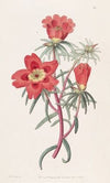 Mr. Thelluson’s Purslane