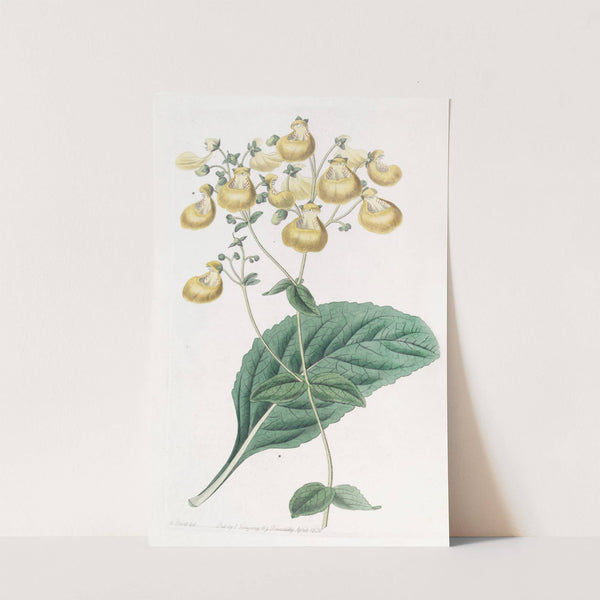 Mr. W. Herbert's Calceolaria by Sydenham Edwards