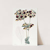 Mr. Young's Calceolaria by Sydenham Edwards