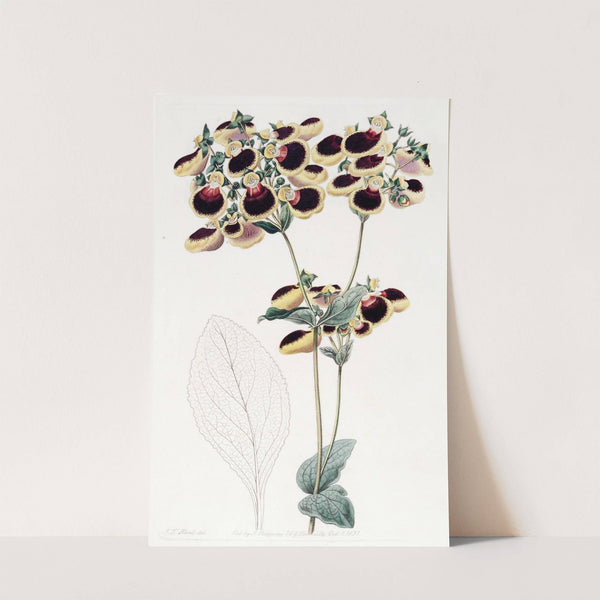 Mr. Young's Calceolaria by Sydenham Edwards