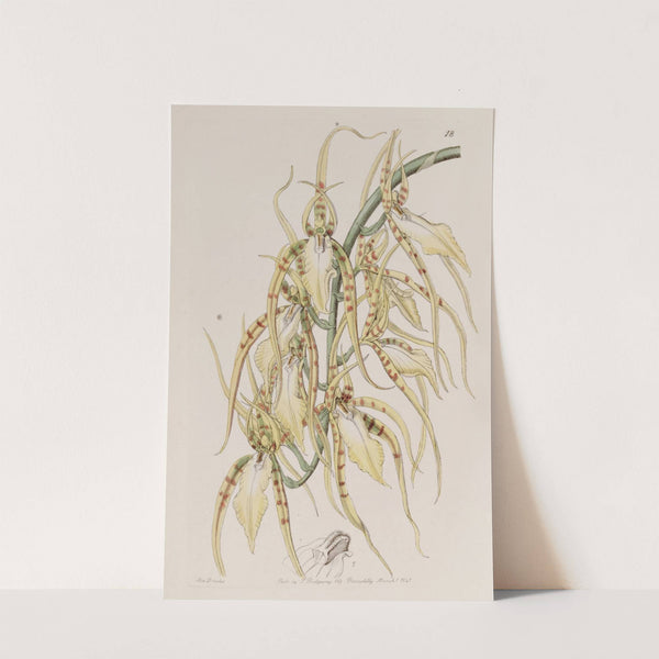 Mrs. Lawrence's Brassia by Sydenham Edwards