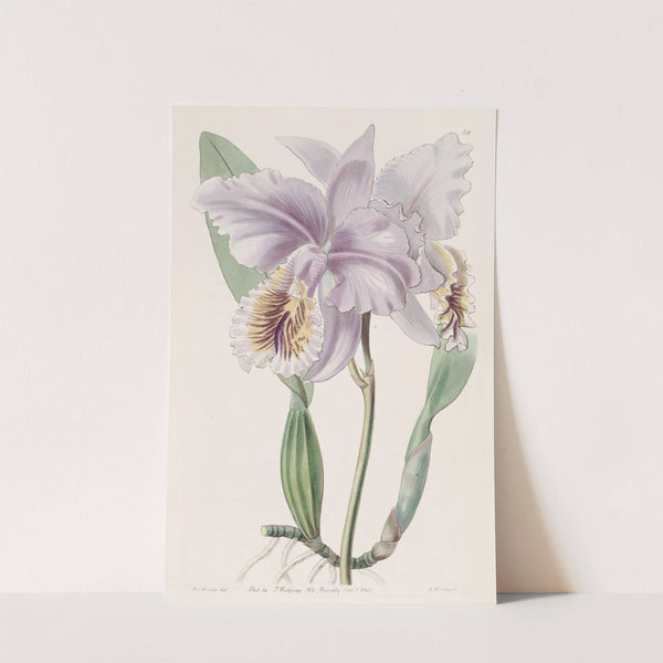 Mrs. Moss's Cattleya by Sydenham Edwards