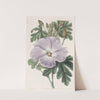 Mrs. Wray's Hibiscus by Sydenham Edwards