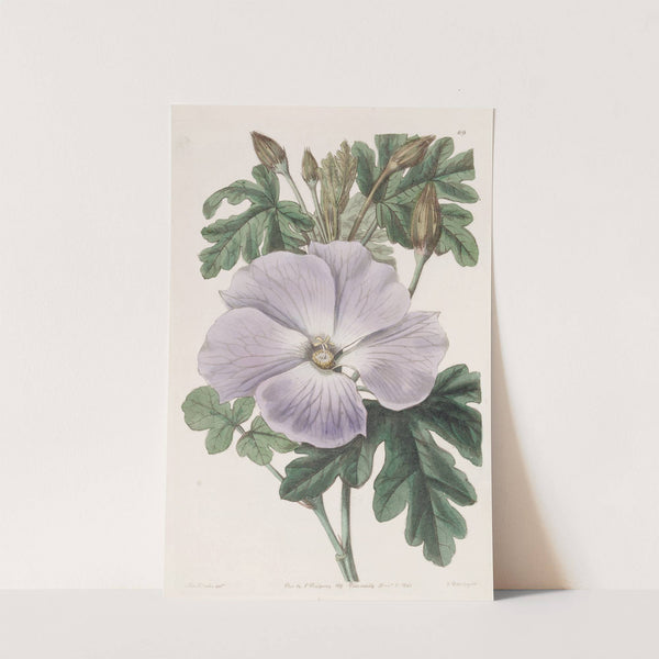 Mrs. Wray's Hibiscus by Sydenham Edwards