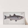 Mugil cephalus, The Mullet. (1785-1797) by Marcus Elieser Bloch