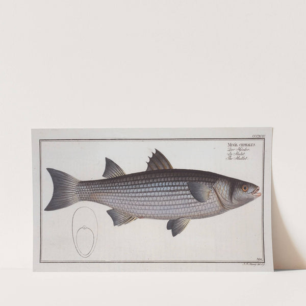 Mugil cephalus, The Mullet. (1785-1797) by Marcus Elieser Bloch