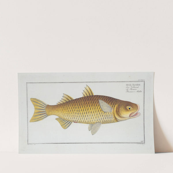 Mugil Plumeri, Plumier’s Mullet. (1785-1797) by Marcus Elieser Bloch