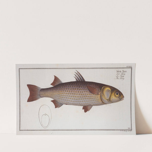 Mugil Tang, The Tang. (1785-1797) by Marcus Elieser Bloch