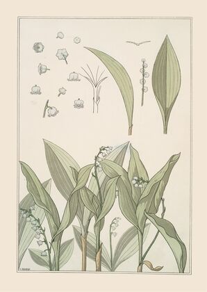 Muguet
