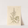 Mugwort by Elizabeth Blackwell