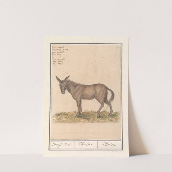 Muilezel (Equus mulus) Muijl-Ezel. Mulus. Mulet (1596-1610) by Anselmus Boëtius de Boodt