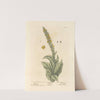 Mullein by Elizabeth Blackwell