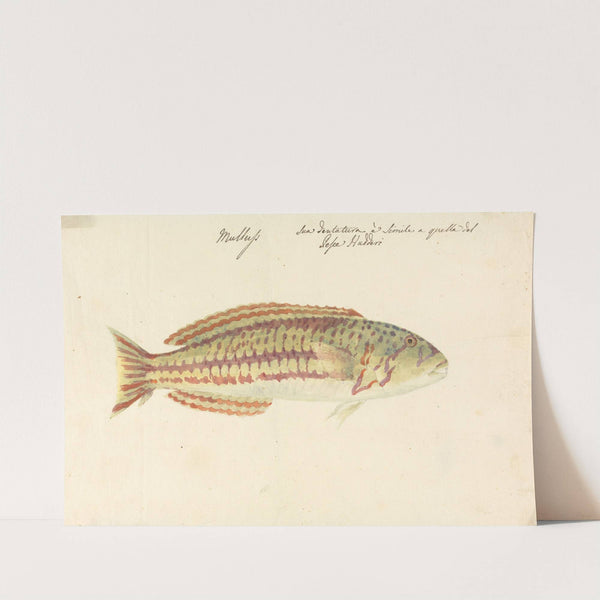 Mullup by Luigi Balugani