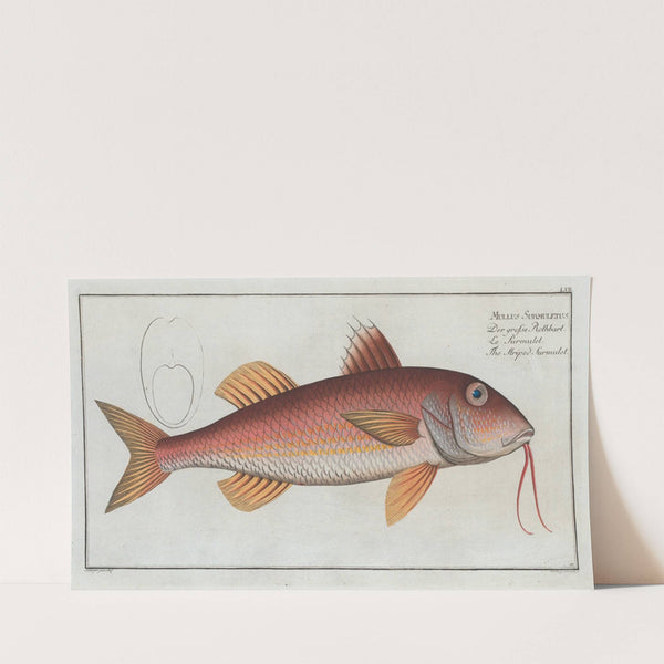 Mullus Surmuletus, The Striped Surmulet. (1785-1797) by Marcus Elieser Bloch