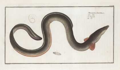 Muraena Anguilla, The Eel.