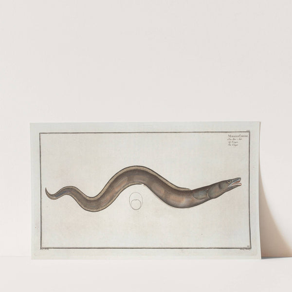 Muraena Conger, The Conger. (1785-1797) by Marcus Elieser Bloch